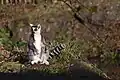 Ring-tailed lemur (Lemur catta) in Zooparc de Trégomeur, 2025