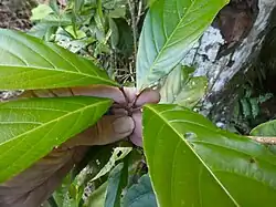 Pseudo-whorled leaves