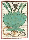 Print Rome 1481. Plantago, Arnoglossa