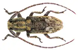 Ropica rufonotata