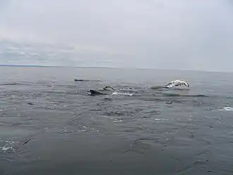 Humpback whales, dorsals, pectoral fins, Whale Research Expeditions with Mingan Island Cetacean Study (MICS)