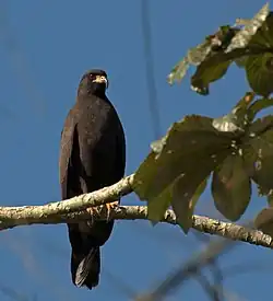 Snail kite
