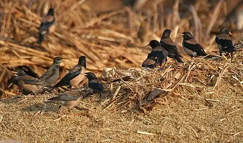 Rosy starlings near Hyderabad