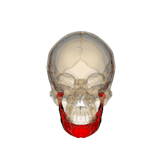 Turnaround with cranium