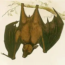 Drawing of brown bat