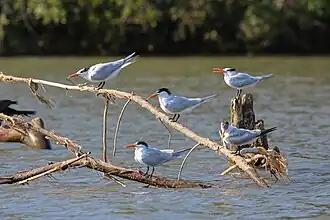 Royal terns