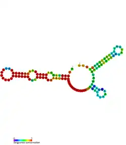 RsaE: Secondary structure of RsaE. Rfam family RF01820