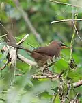 Rufous babbler in Kerala, India