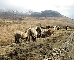 Ponies on Rum