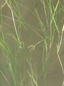 Yerba de zanja (Ruppia maritima)