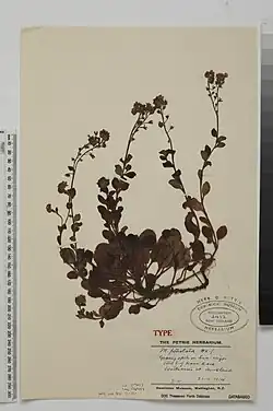 Lectotype specimen of M. pansa (WELT SP002432)