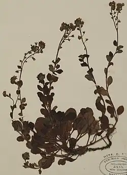 Lectotype specimen of M. pansa (WELT SP002432)