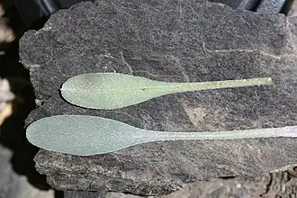 Detail of rosette leaves