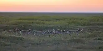 Saigas in Chyornye Zemli