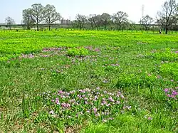 Tajimagahara Primula sieboldii primrose habitat