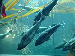 Rockfish in the aquarium's underwater dome.