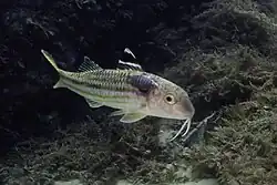 With Anilocra physodes parasite, Portugal