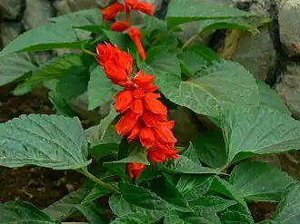 A salvia splendens Scarlet Sage