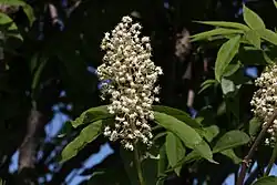 Inflorescence and foliage of subsp. pubens