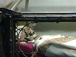 Relics of Saint Dionysius, Bishop of Milan (Cathedral of Milan).