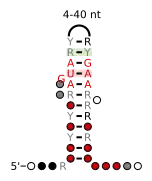 A consensus secondary structure and primary sequence for the 5` Sarcin-Ricin (or bulged-G) RNA motif.