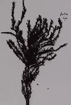 Seaweed that has been dried and pressed
