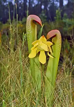 Okefenokee giant hooded pitcher plant