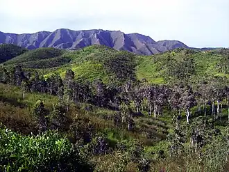 Savanna with Niaouli trees in the north of west coast, in Malabou