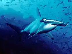 Image 1In a milestone decision in 2013, CITES prohibited international trade in the fins of the scalloped hammerhead (pictured) and four other shark species. (from List of threatened sharks)