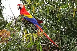 Scarlet Macaw in Carara National Park.