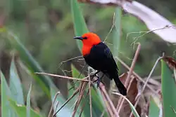 Scarlet-headed blackbird