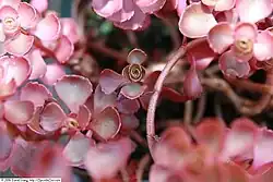 The leaves of 'Voodo' are especially dark.