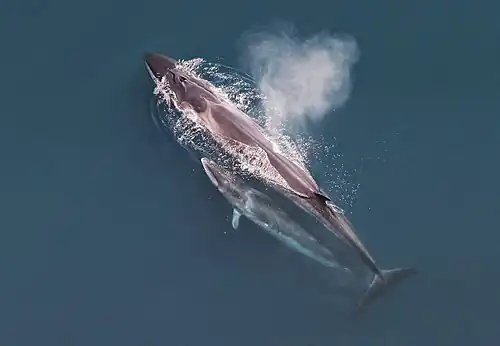 Balaenoptera borealis