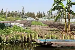 An example of a modern-day chinampa