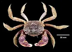 Purple marsh crab (Sesarma reticulatum)