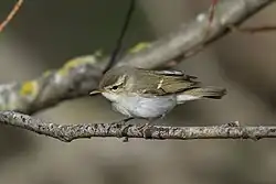 Two-barred warbler, Hulterstad, Öland