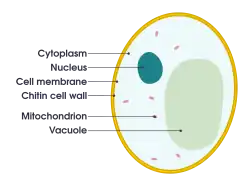 Cross-sectional 2D diagram of a yeast cell