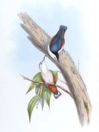 Illustration by Gould & Richter of a white-cheeked nuthatch pair, the closest relative of S&nbsp; przewalskii, showing its obviously whiter underparts