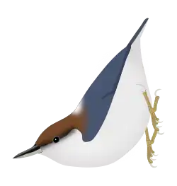 Brown-headed nuthatch (S. pusilla)