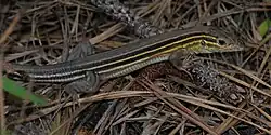 Prairie racerunner (Aspidoscelis sexlineata) in situ, Hardin County, Texas