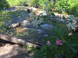 Skalkaho Creek at Centennial Grove with white-flowered Lewis' mock-orange (Philadelphus lewisii) discovered and named for Meriwether Lewis, and pink-flowered Woods' rose (Rosa woodsii)