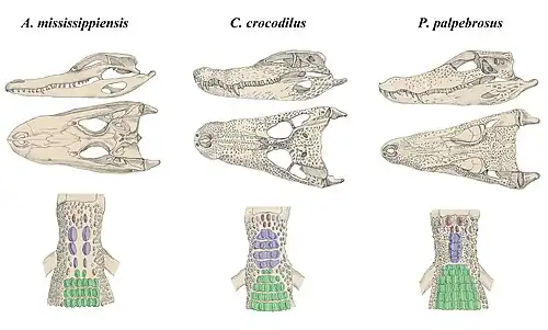 Skull and scutes, compared to American alligator (left) and spectacled caiman (middle).