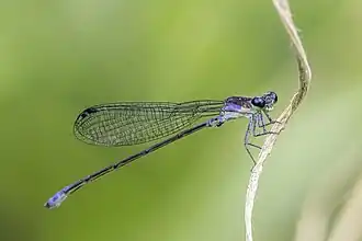 Sky-blue dancer A. medullaris female