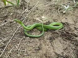 Smooth green snake (Opheodrys vernalis)