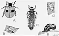 Life cycle of Adalia bipunctata. Illustration from Insects, Their Way and Means of Living by R. E. Snodgrass.