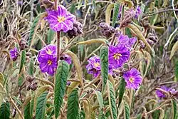 Flowering Solanum curvicuspe on the summit of Mount Cabrebald