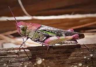 Green-striped grasshopper