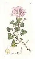 Hand coloured plate of Convolvulus soldanella (see Convolvulus), Sea Bindweed