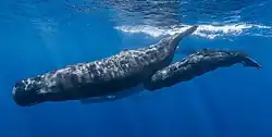 Sperm whales (Cetacea)