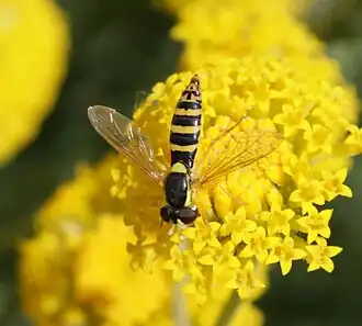 Sphaerophoria sp. (female)
